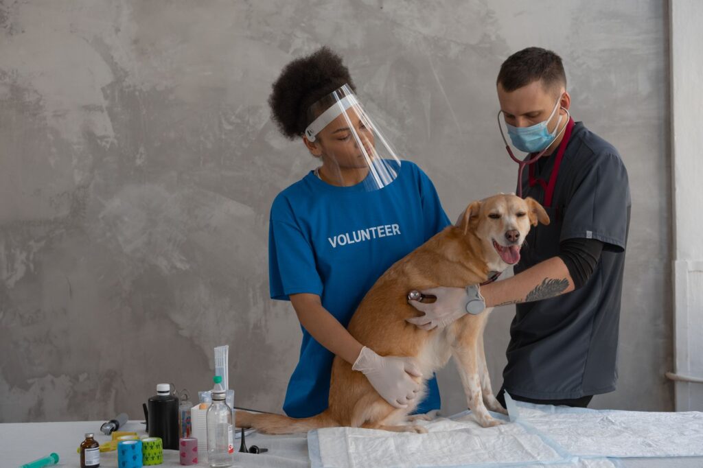 Veterinarian consulting with a pet owner in an animal hospital
