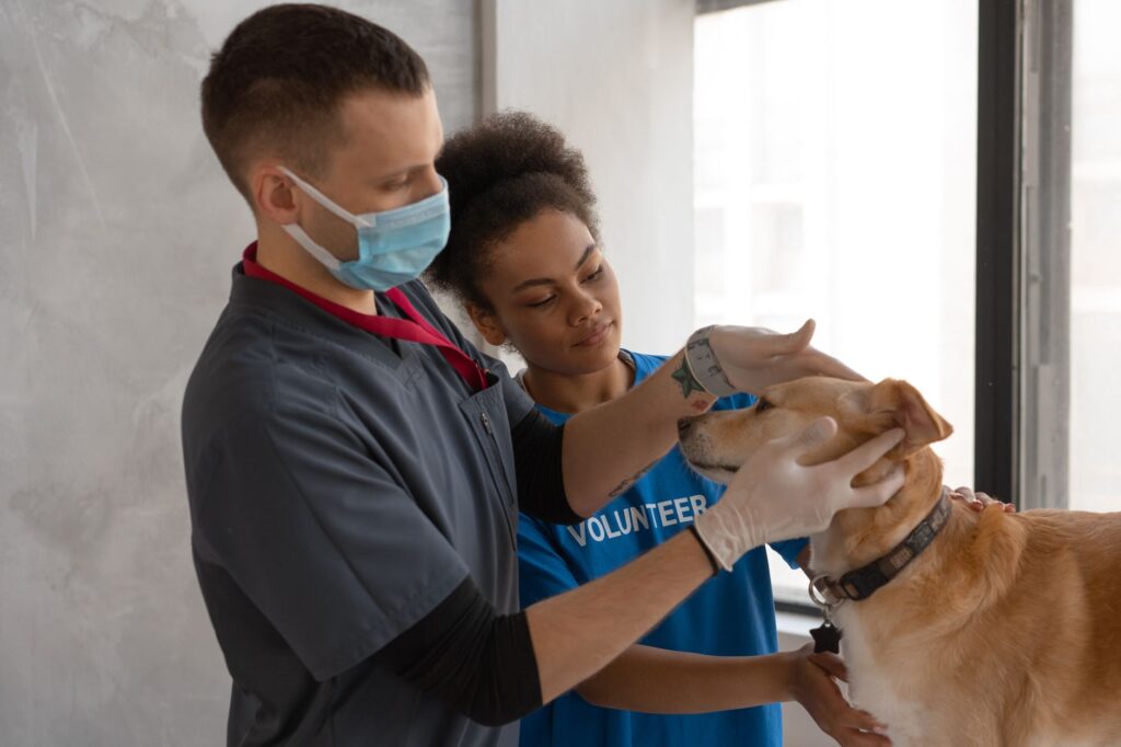 Veterinarian examining a dog in a veterinary clinic