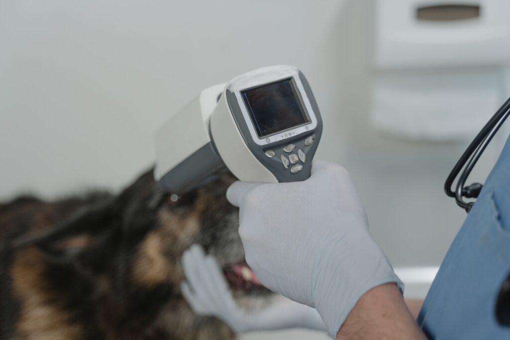 Veterinary team caring for a pet in a modern clinic