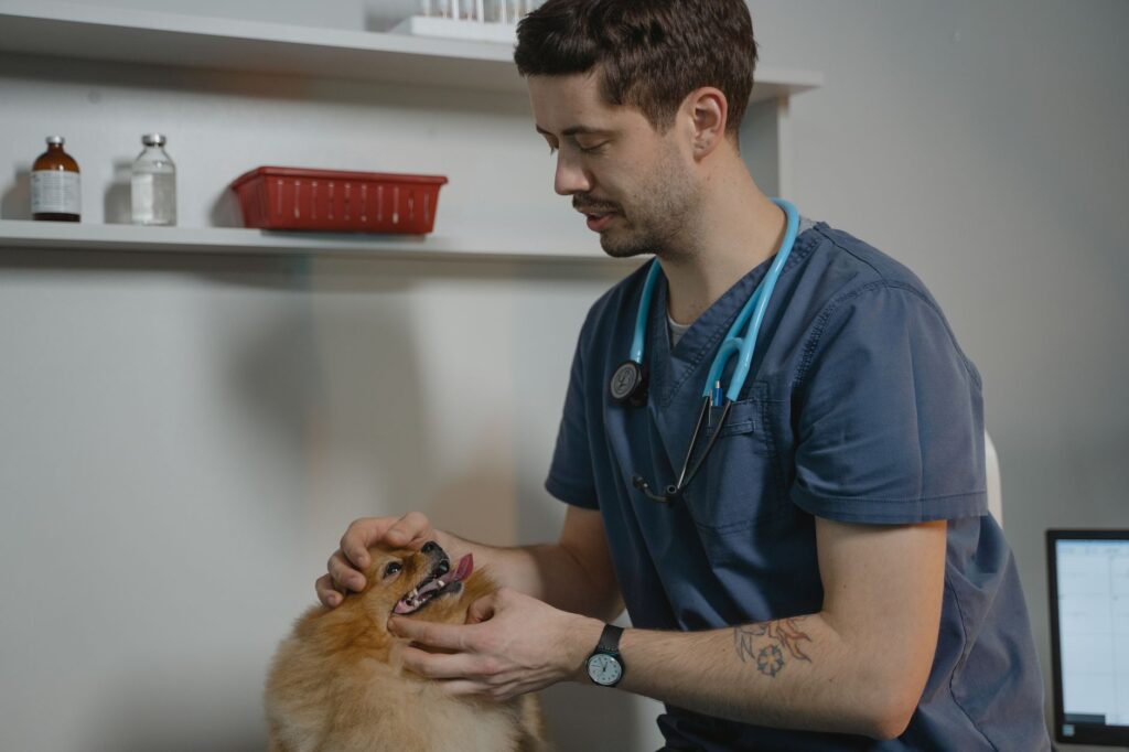Veterinarian planning a digital search strategy