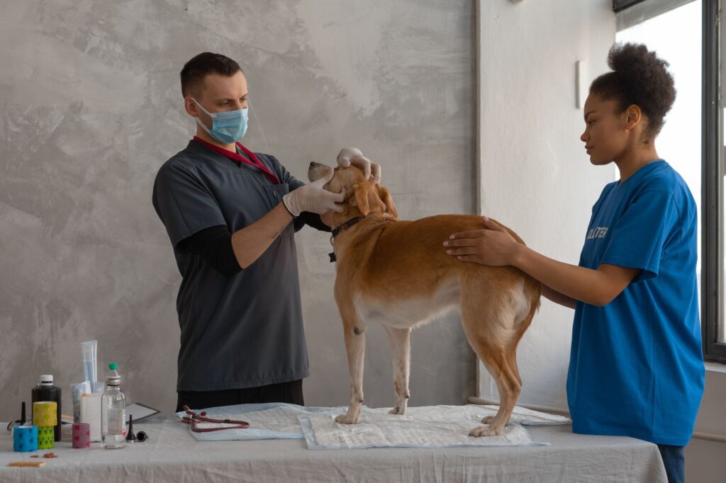 Veterinary practice growth and search visibility