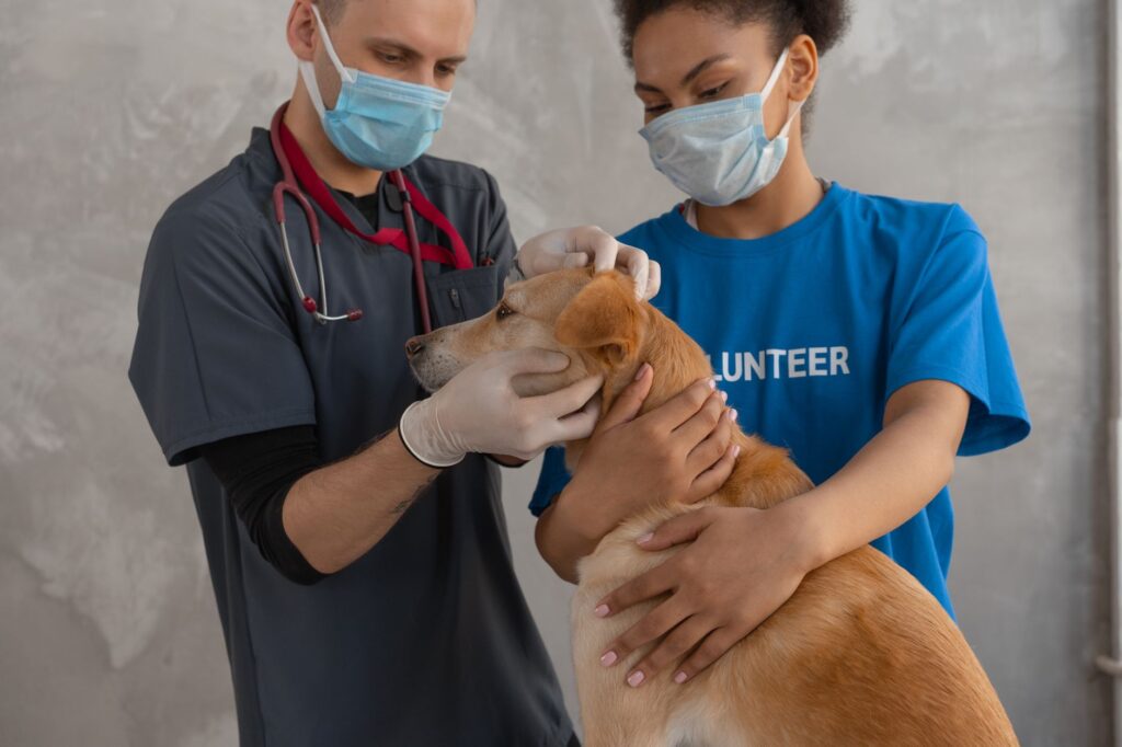 Mastering Veterinary Map Pack SEO for Local Growth