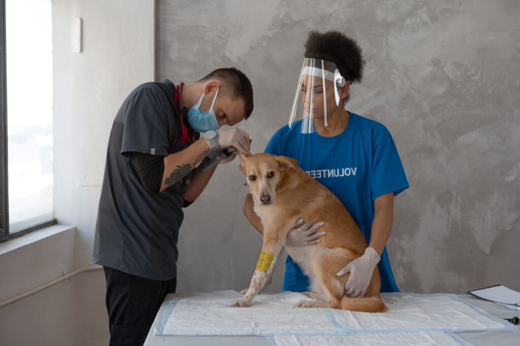 Mastering Pet Owner Search Intent for Veterinary Practices