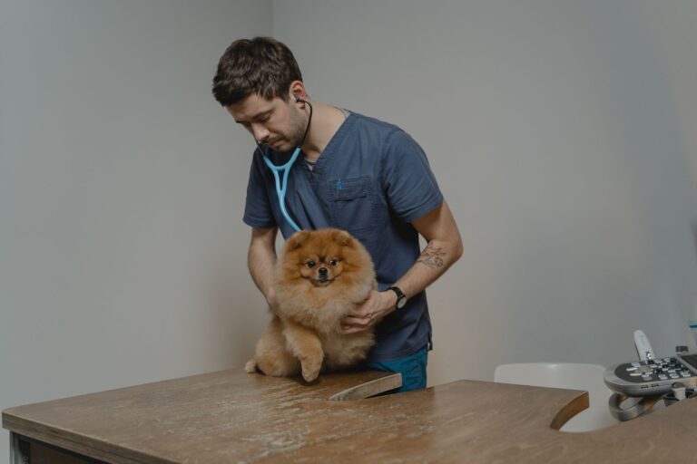 How to Improve Veterinary Local SEO for Your Animal Hospital