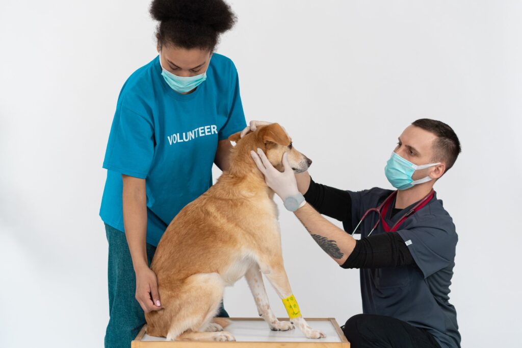 Effective Veterinary Content Ideas That Support SEO and Practice Growth