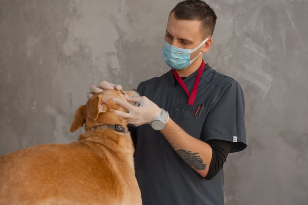 What Is Veterinary SEO and How Does It Work?