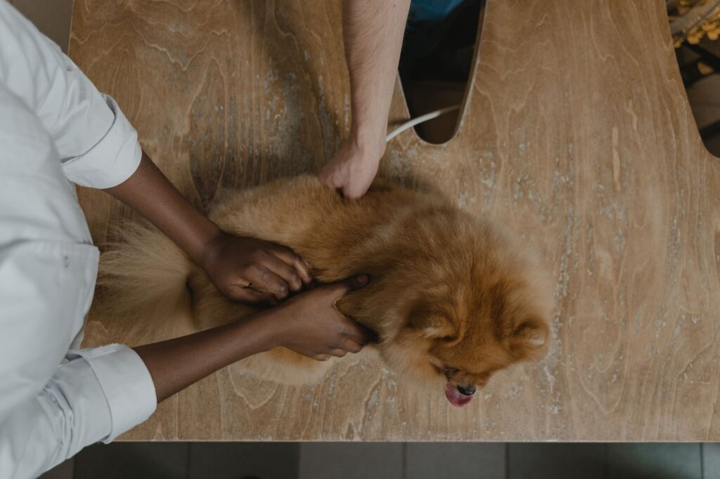 Veterinary website performance and technology