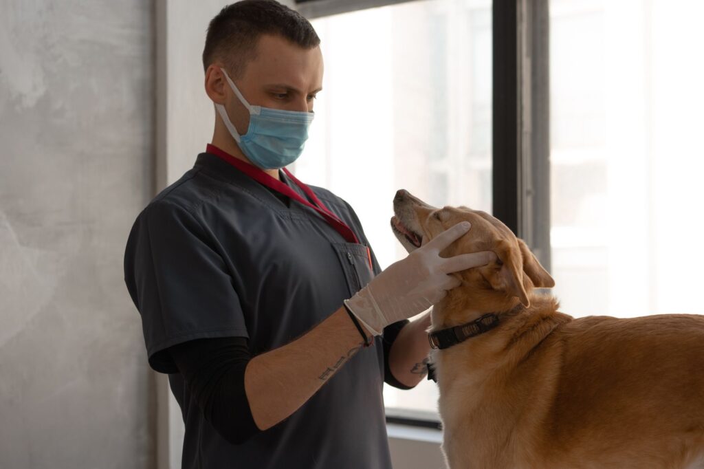 Animal hospital digital infrastructure and SEO