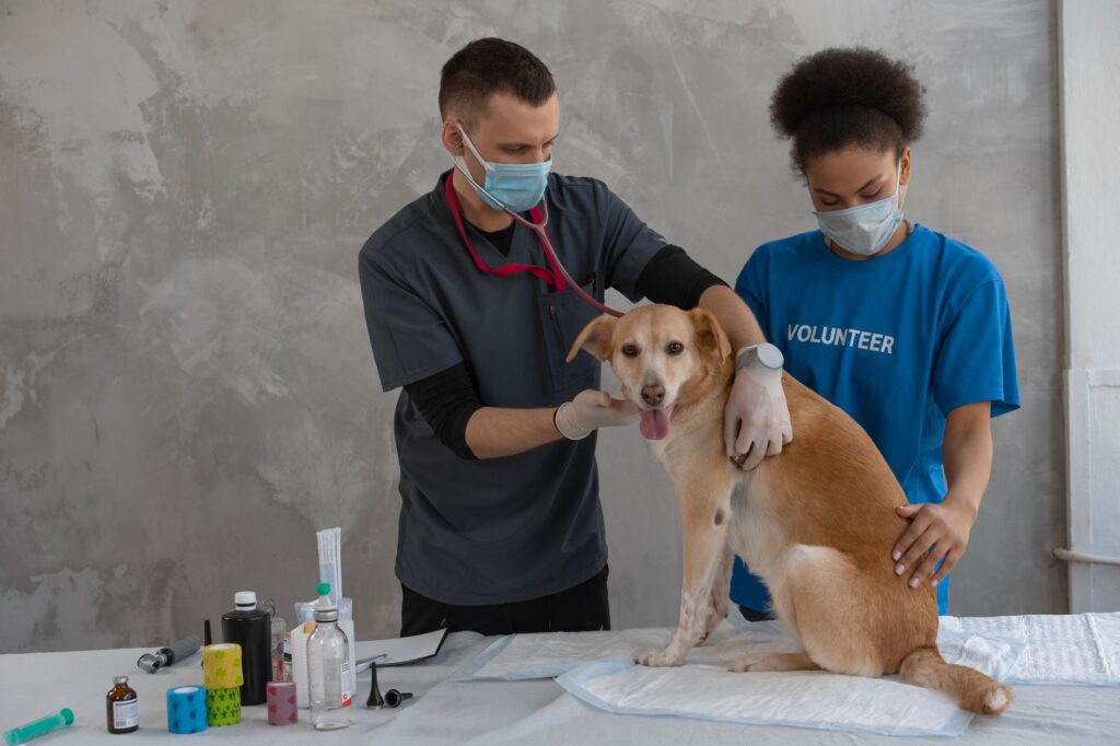 Veterinary content strategy for pet owners