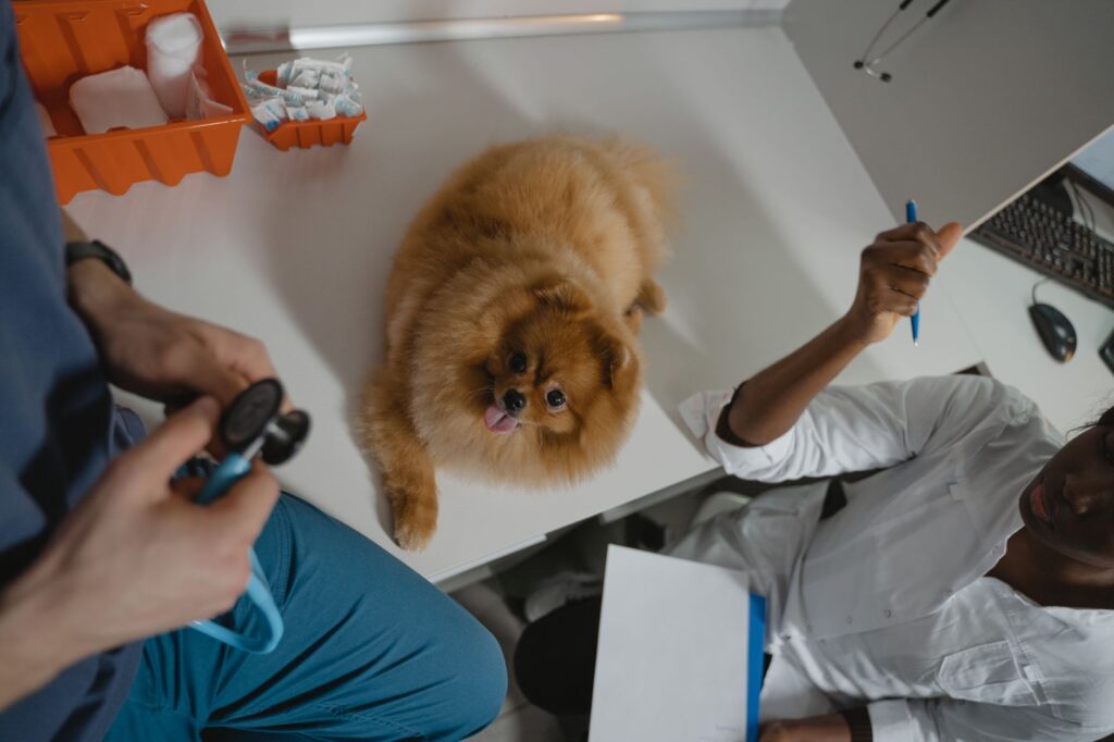 Veterinarian creating educational content