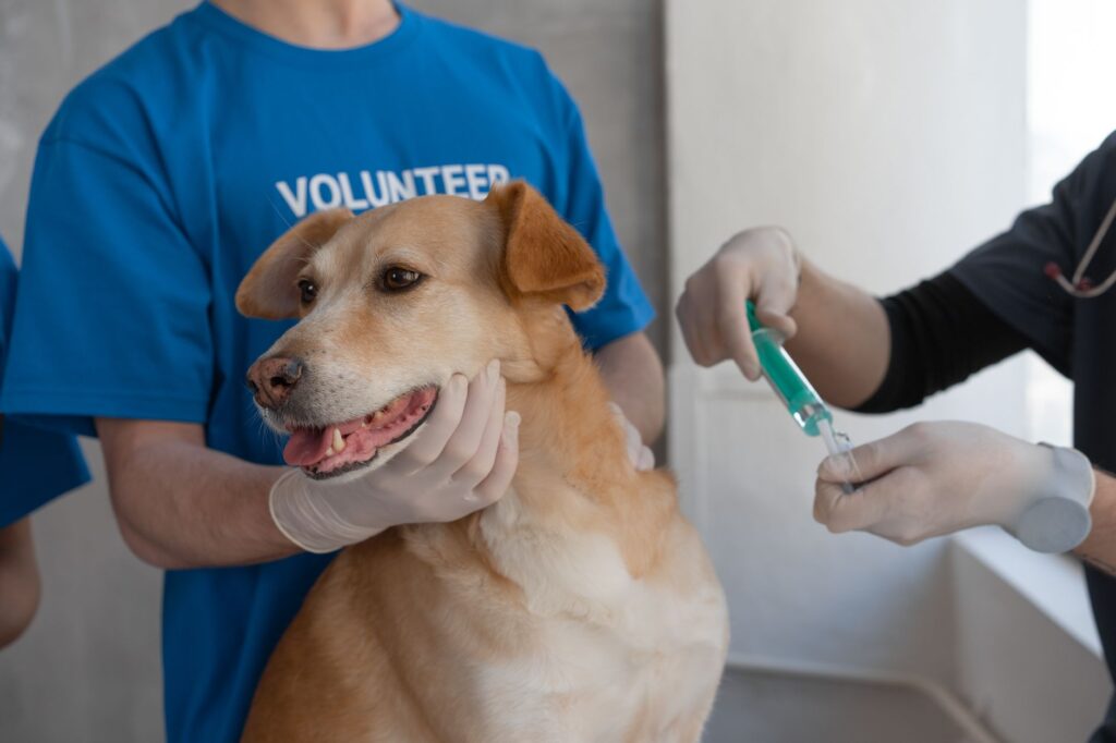 Pet owner reading veterinary care information