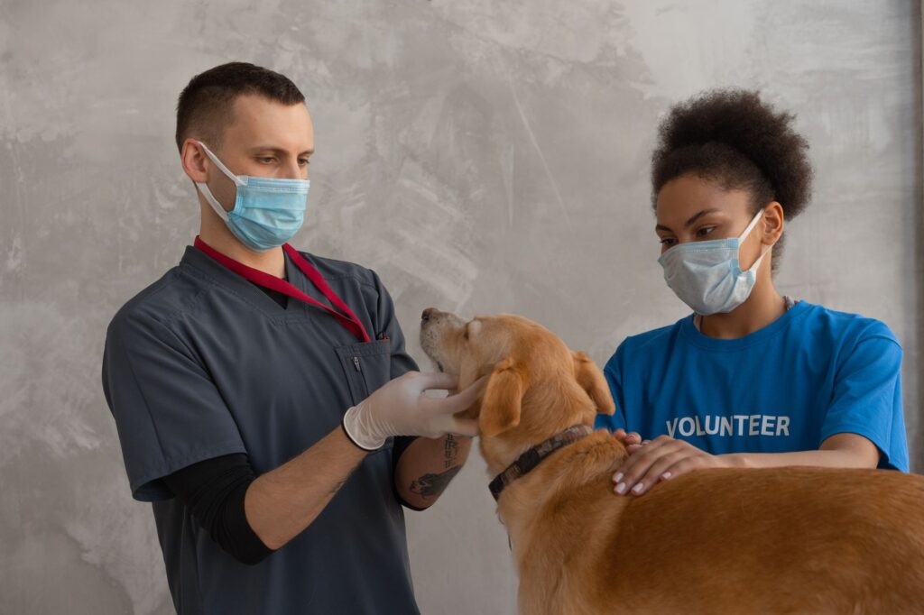 Local search strategy for a veterinary practice