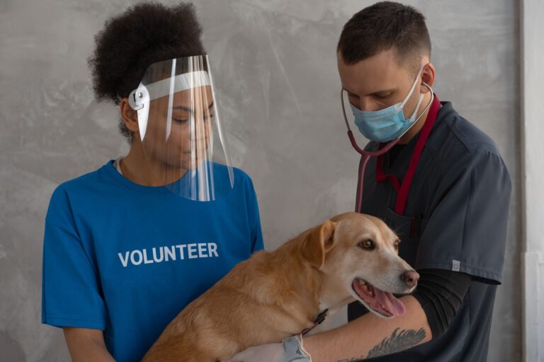 How Veterinary Educational Content Builds Search Visibility