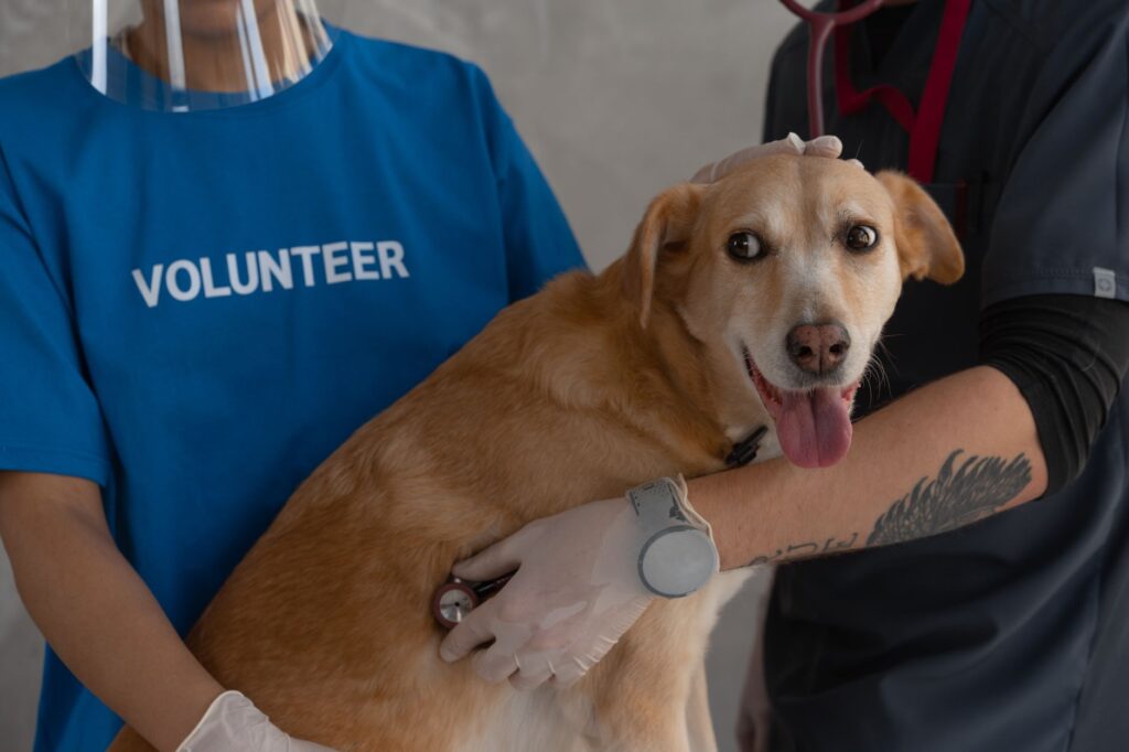 Veterinary FAQ Content: Driving Local Search Rankings & Bookings