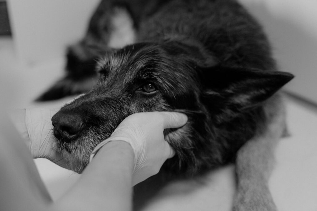 veterinary marketing SEO: How SEO Fits Into a Veterinary Practice Marketing Strategy