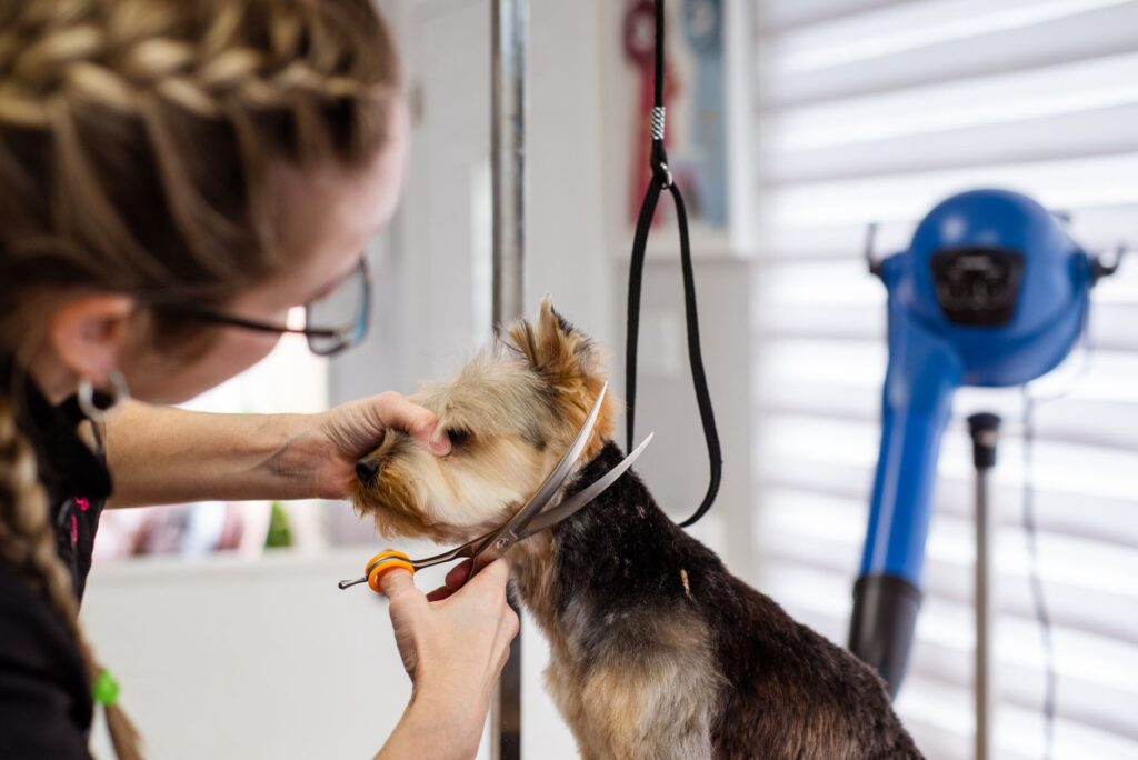 Choosing the Right Veterinary GBP Categories for Local Visibility