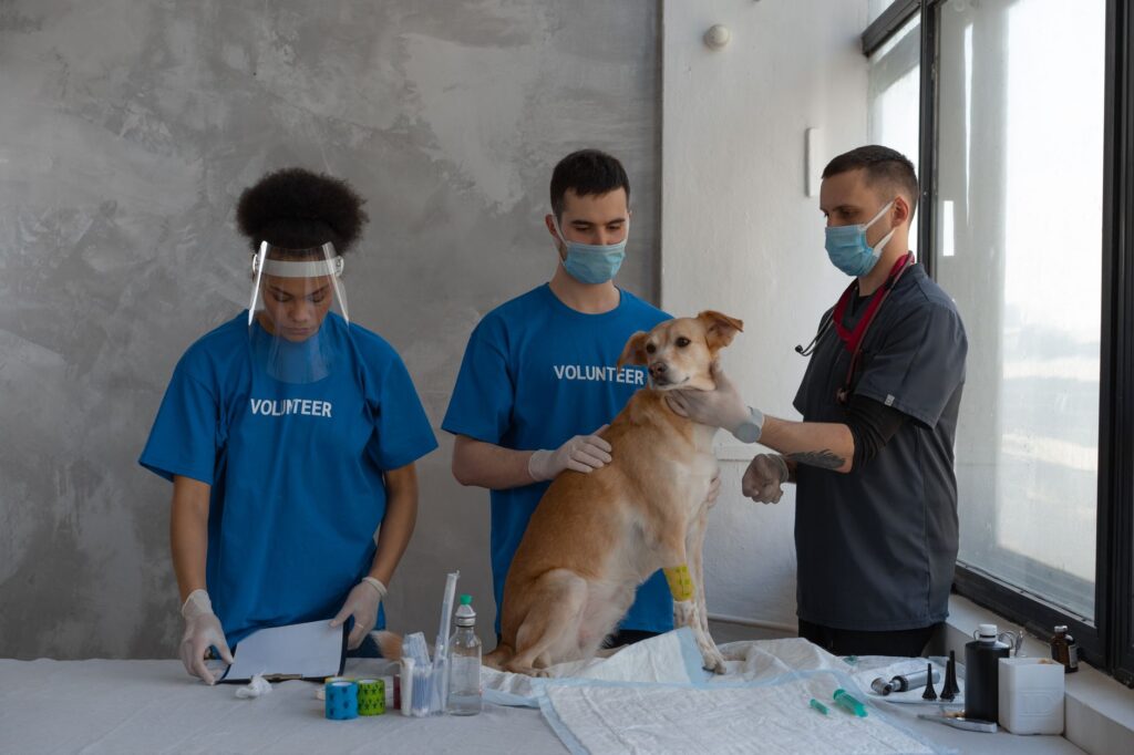 veterinary keyword research: How to Do Keyword Research for a Veterinary Practice
