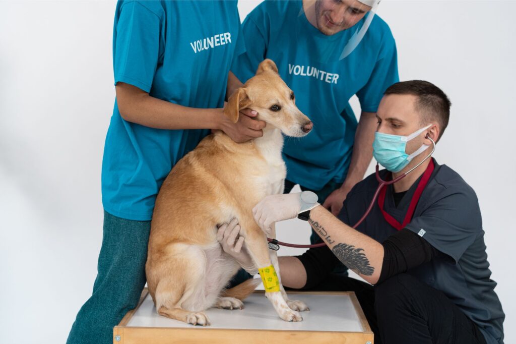 veterinary near me SEO: How to Win More Veterinary Near Me Searches for Your Animal Hospital