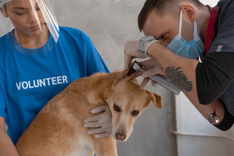 veterinary service content: How to Write Better Content for Veterinary Service Pages
