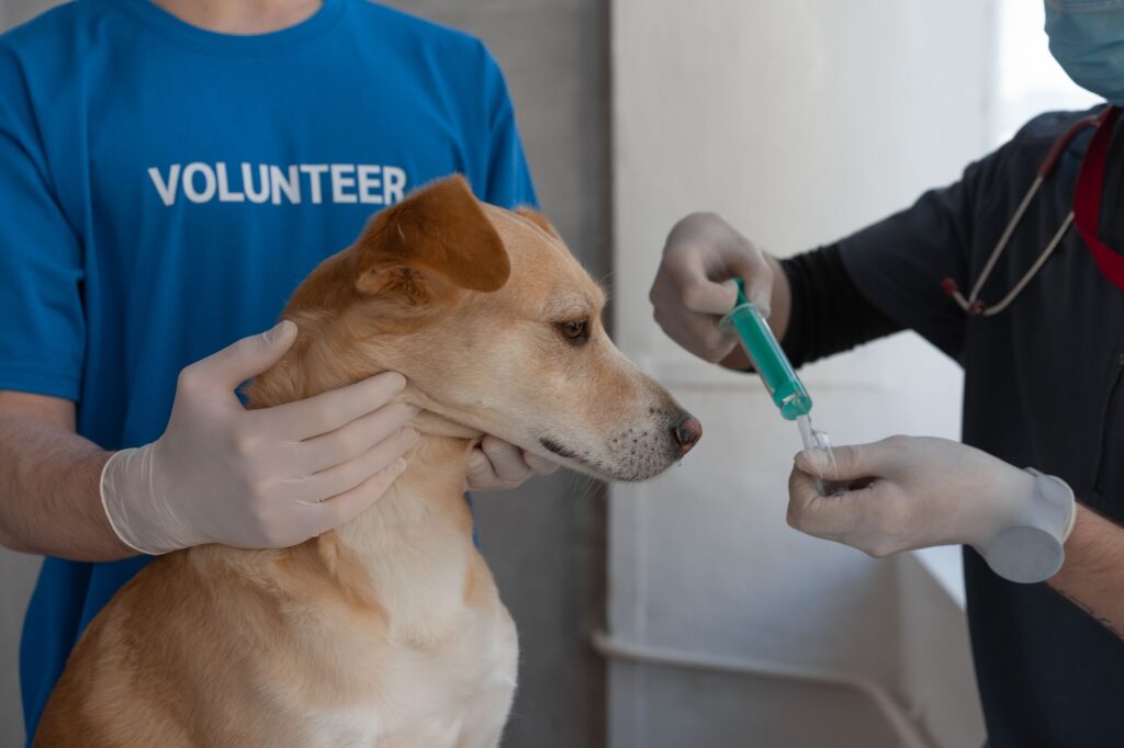 Animal Hospital Local SEO: How to Dominate Map Packs and Neighborhood Search